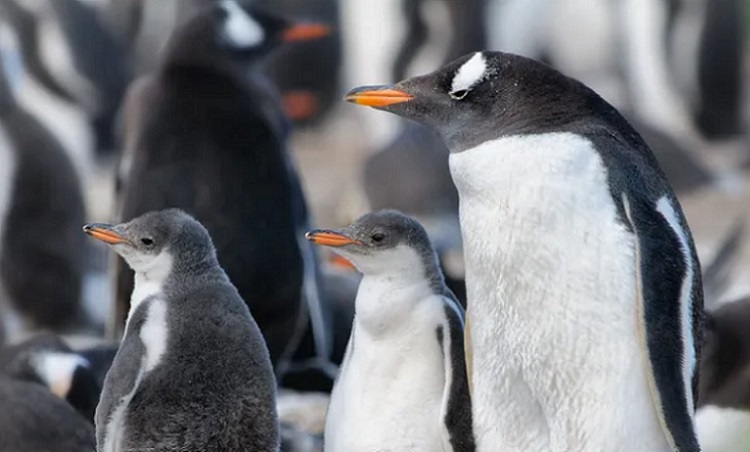 Pingüinos de la Patagonia, el nuevo streaming del Conicet