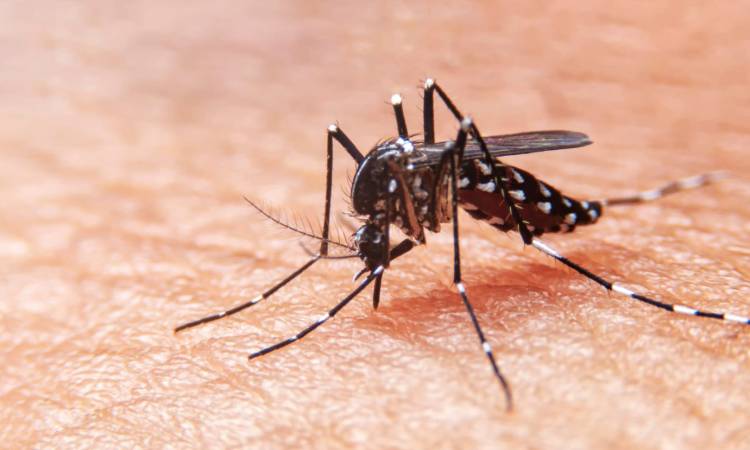 Lío con el dengue