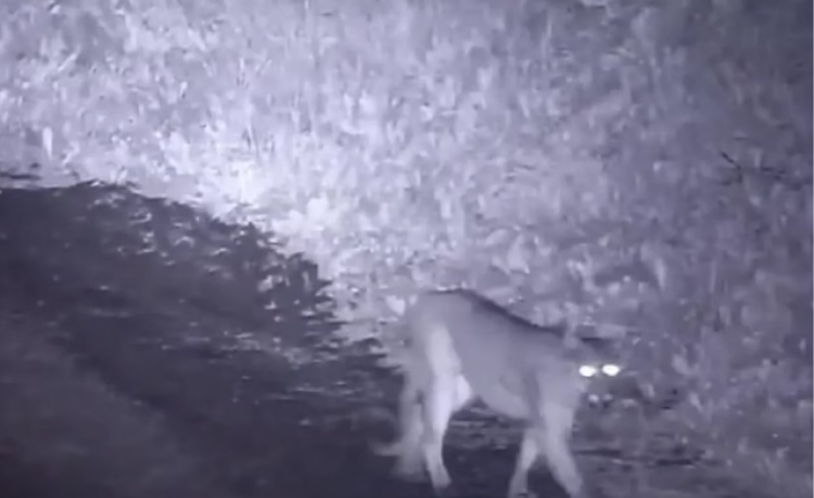 Puma suelto en Pilar