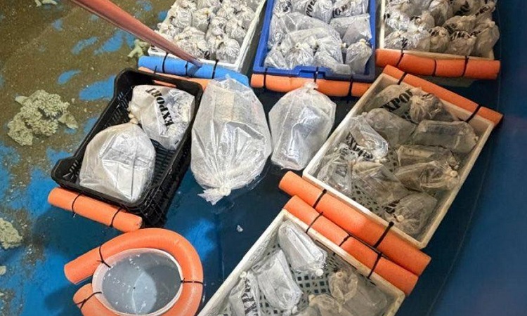 Rescate de más de 700 animales marinos exóticos