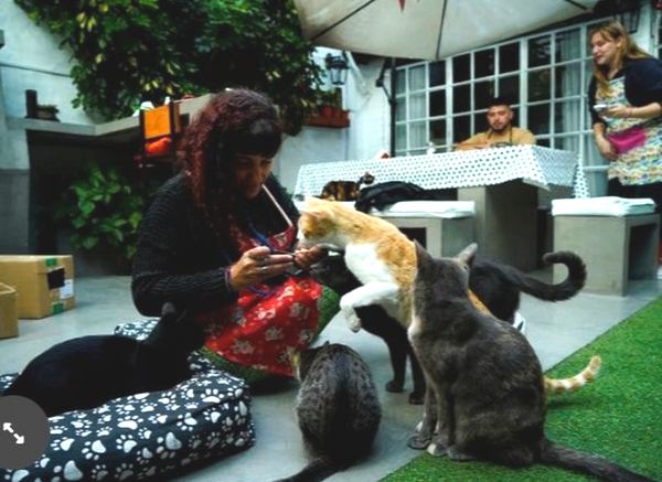 “Gatoterapia”, el primer Café con Gatos del país